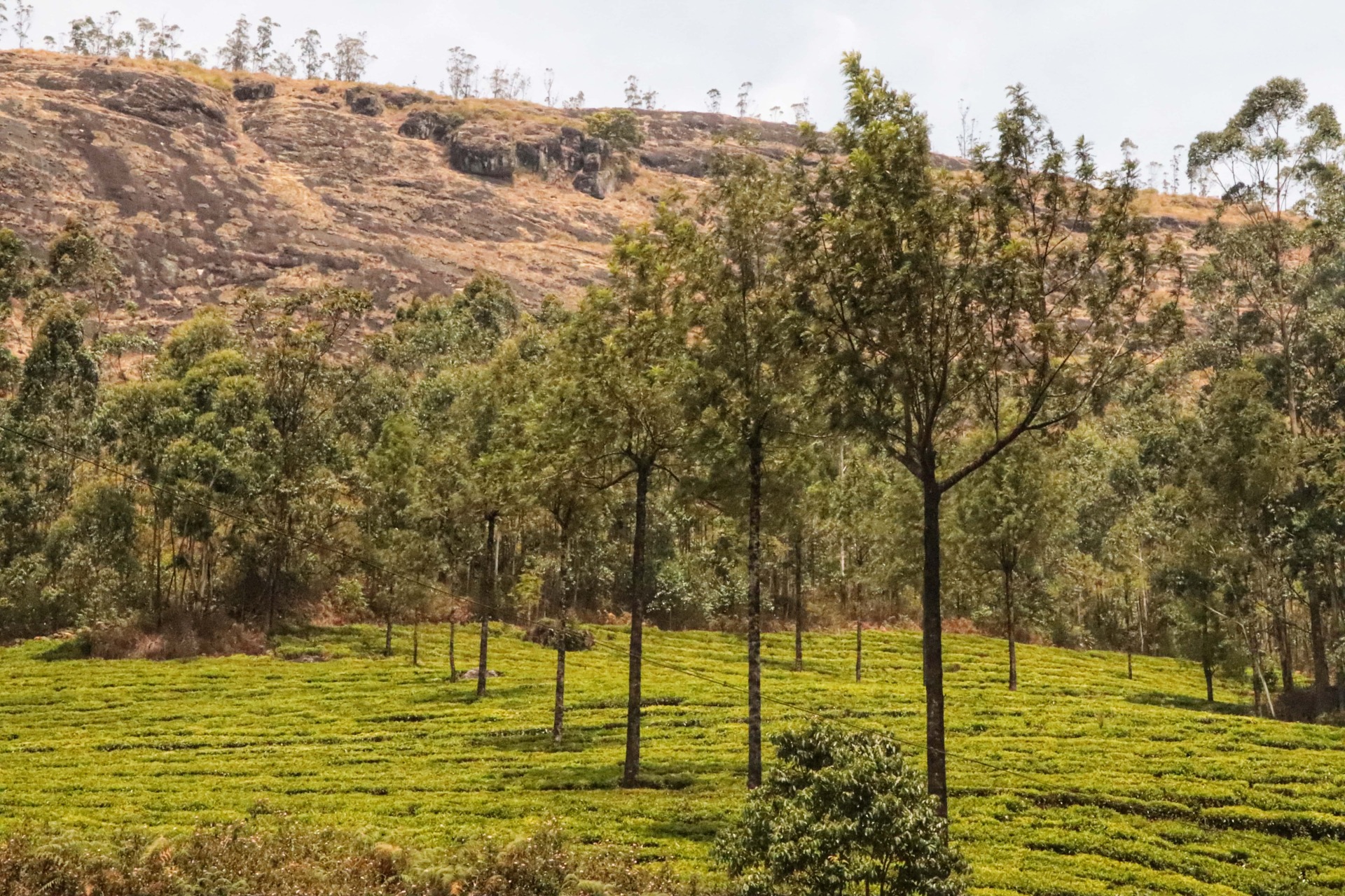 Rolling Hills, Munnar, from the corner table, #fromthecornertable